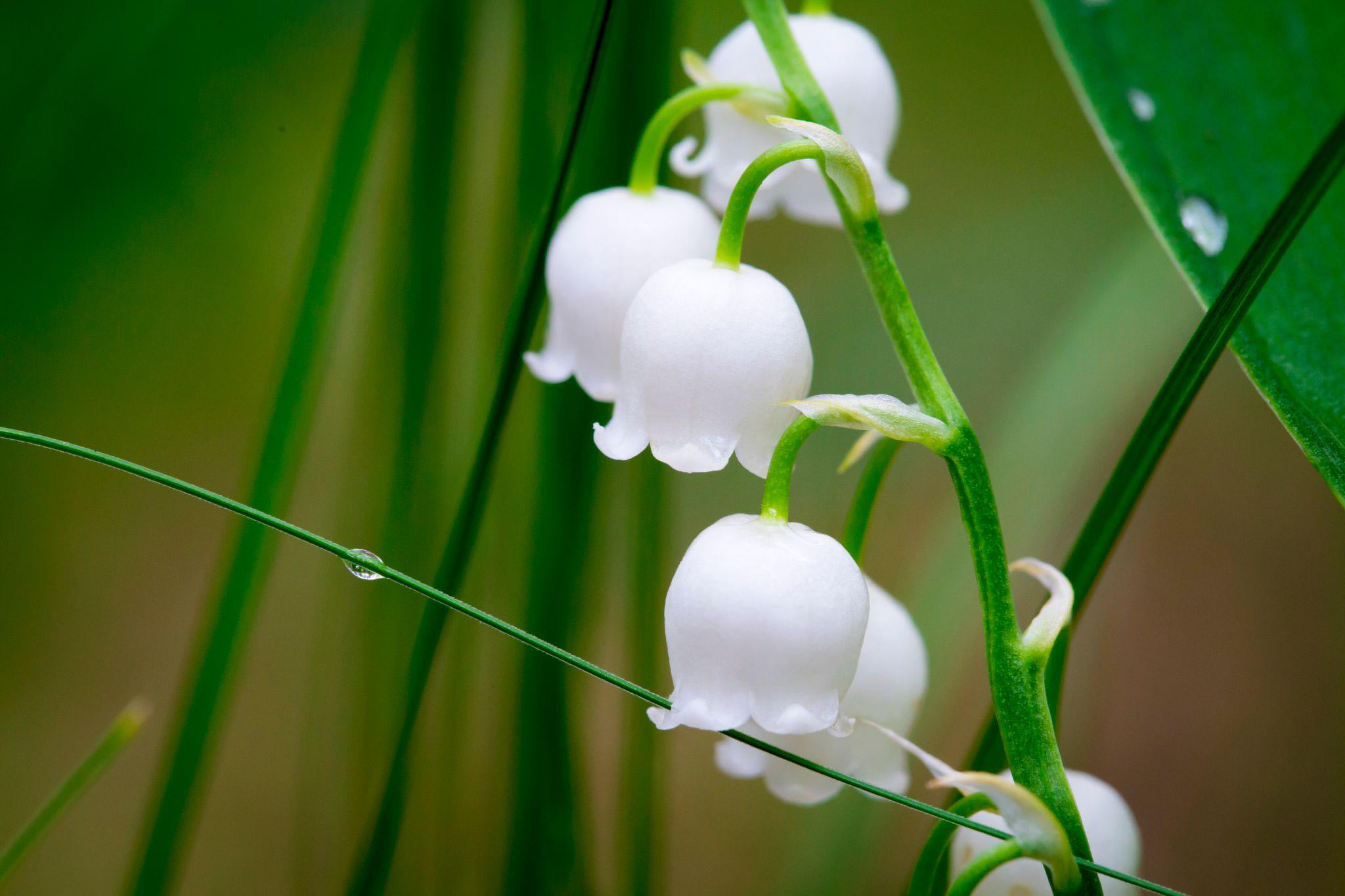 Lily-of-the-Valley